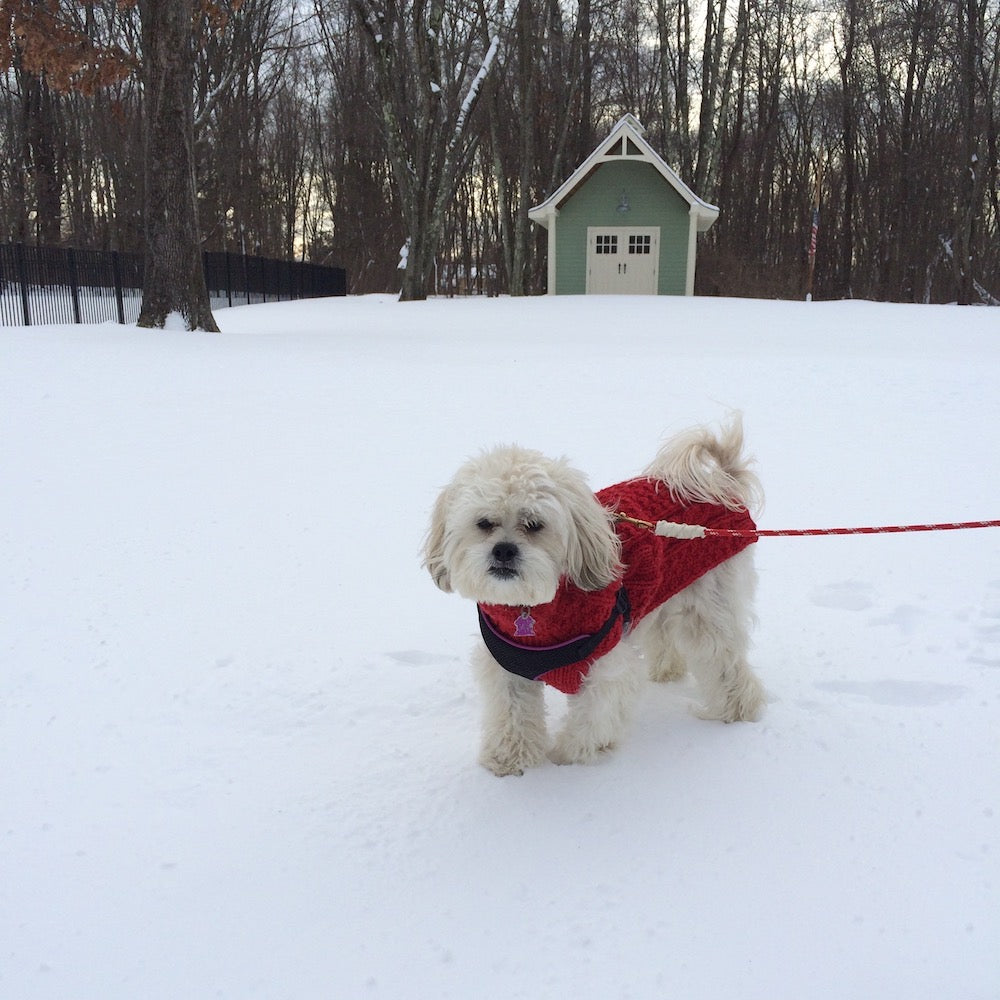 Dog wool red sweater