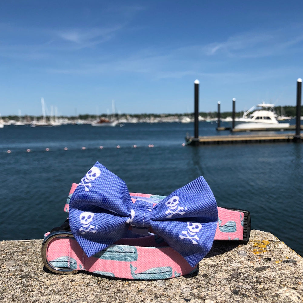 Our Good Dog Spot Pink Nantucket Whale 23 Dog Collar and Charles River Bow Tie Skull Blue